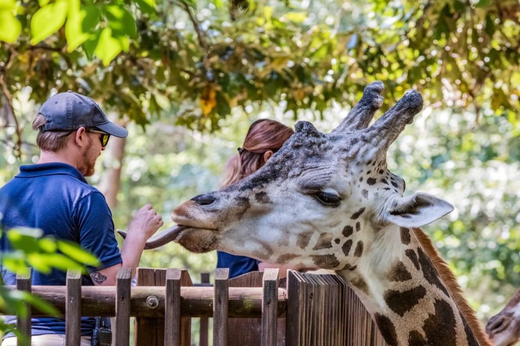 North Carolina Zoo in Asheboro Named In Top 10 Best In The Country